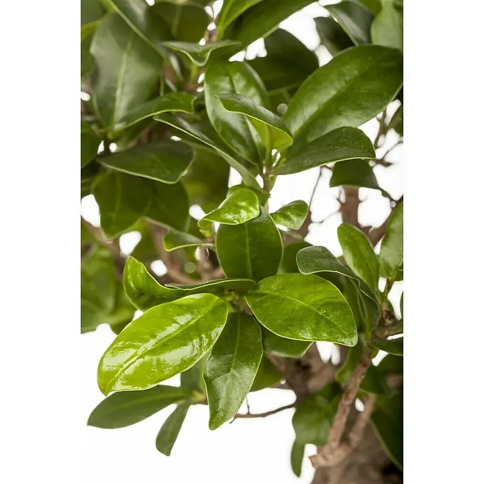 Piardino Chinesische Feige - Ficus microcarpa Ginseng, Topfgröße: 27 cm, Aufrecht - Stimmungsaufnahme