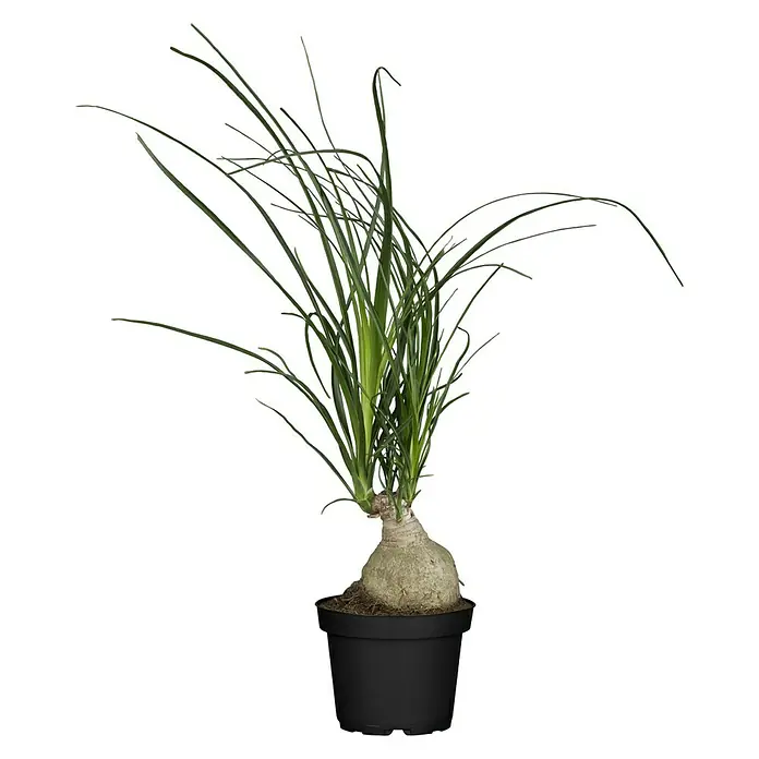 Piardino Elefantenfuß Knolle - Beaucarnea recurvata, Topfgröße: 12 cm - Vorderansicht