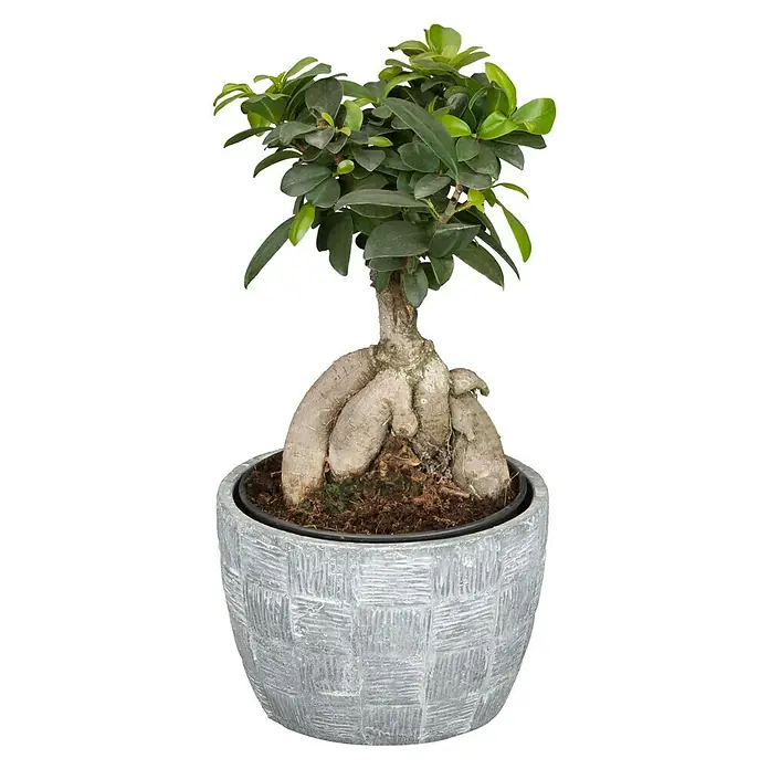 Piardino Chinesische Feige - Ficus microcarpa Ginseng, Topfgröße: 15 cm - Vorderansicht