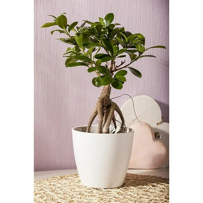 Piardino Chinesische Feige - Ficus microcarpa Ginseng, Topfgröße: 15 cm - Stimmungsaufnahme