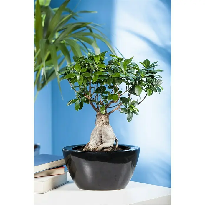 Piardino Chinesische Feige - Ficus microcarpa Ginseng, Topfgröße: 15 cm - Stimmungsaufnahme