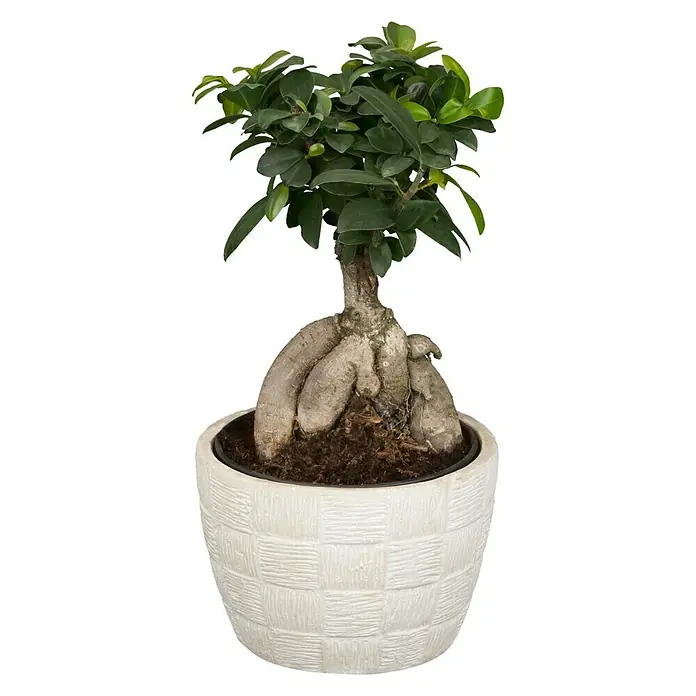 Piardino Chinesische Feige - Ficus microcarpa Ginseng, Topfgröße: 15 cm - Vorderansicht