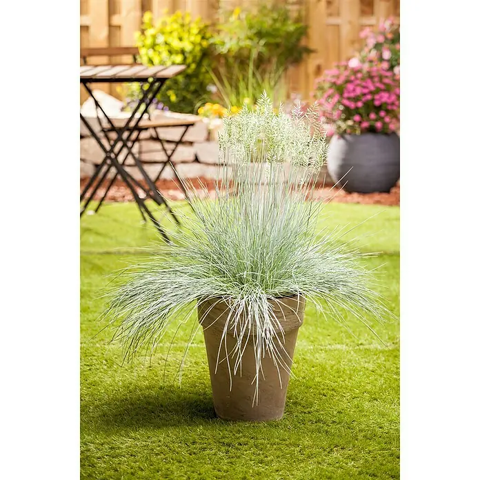 Piardino Blauschwingel - Festuca glauca 'Intense Blue' - Stimmungsaufnahme