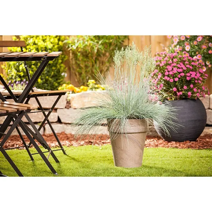 Piardino Blauschwingel - Festuca glauca 'Intense Blue' - Stimmungsaufnahme