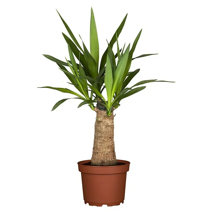 Piardino Yuca pie de elefante - Yucca elephantipes, Tamaño de maceta: 19 cm - Vista frontal