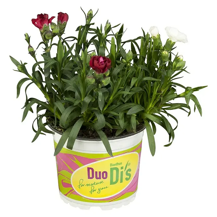 Piardino Gartennelke Duo - Dianthus caryophyllus, Blütenfarbe: Sortenabhängig - Vorderansicht