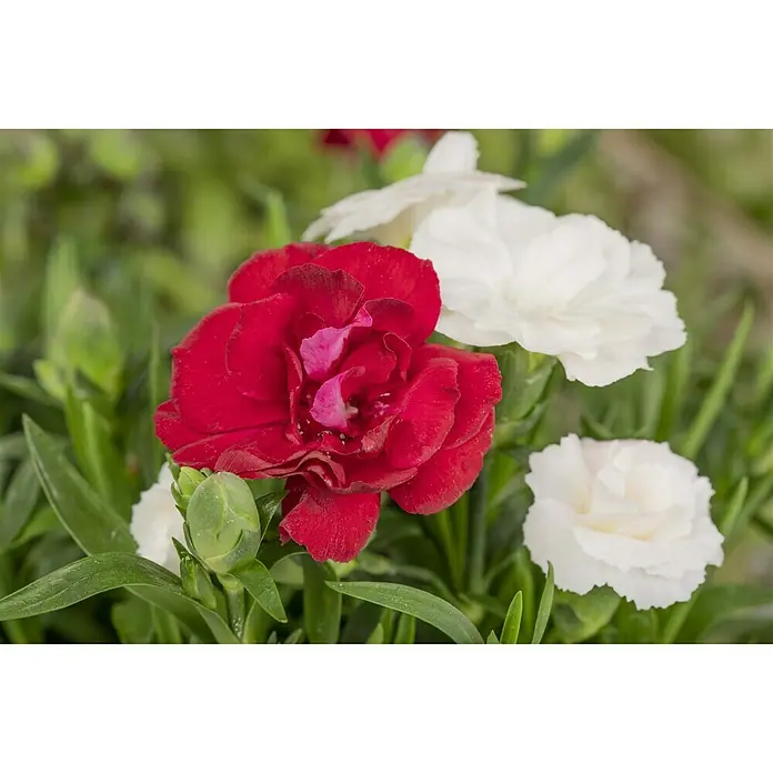 Piardino Gartennelke Duo - Dianthus caryophyllus, Blütenfarbe: Sortenabhängig - Stimmungsaufnahme