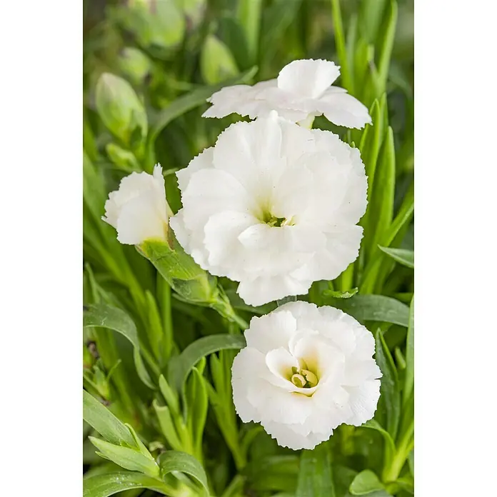 Piardino Gartennelke Duo - Dianthus caryophyllus, Blütenfarbe: Sortenabhängig - Stimmungsaufnahme