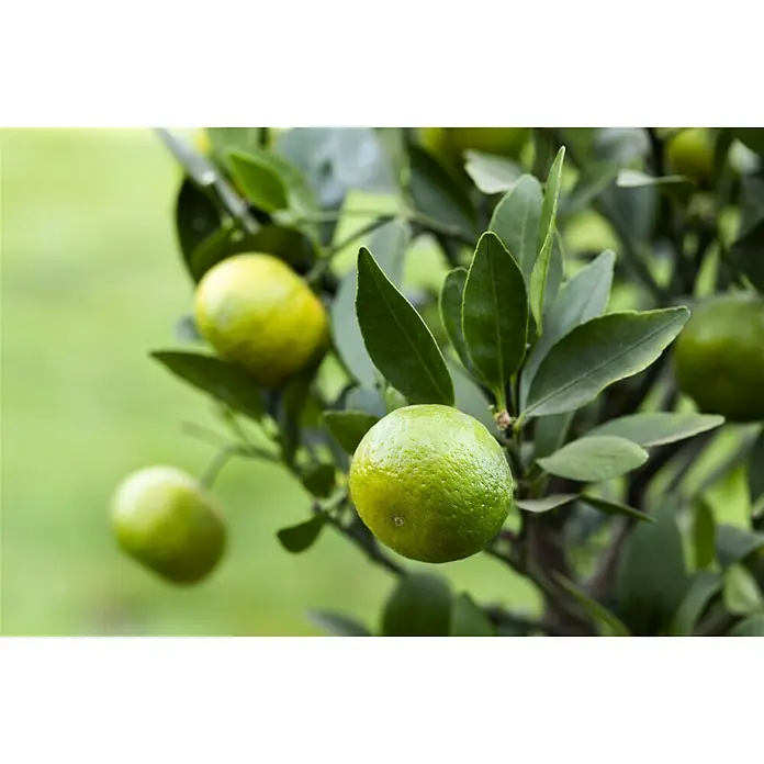 Piardino Mandarino - Citrus reticulata 2020 - Foto ambiente