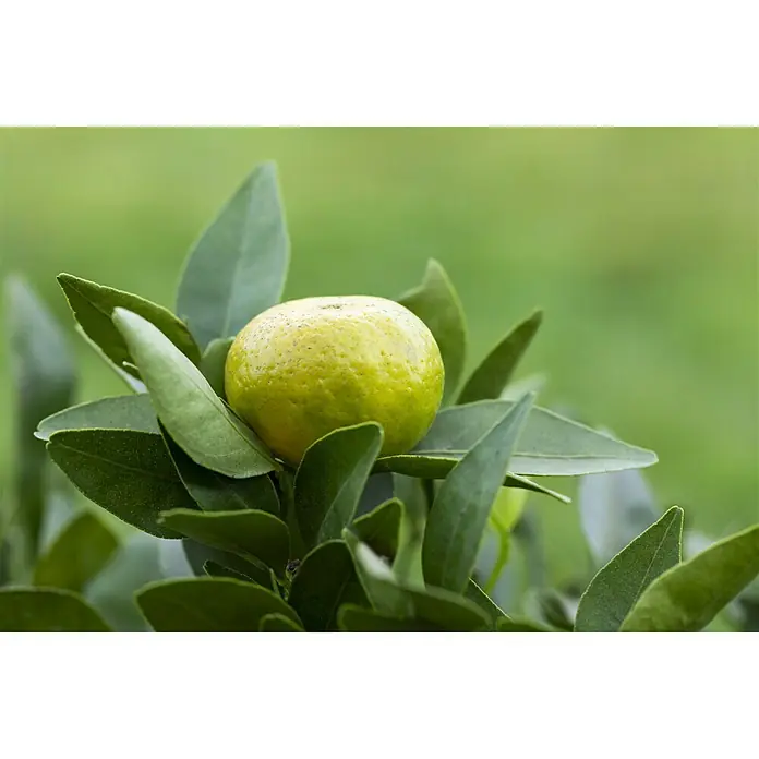 Piardino Mandarino - Citrus reticulata 2020 - Foto ambiente