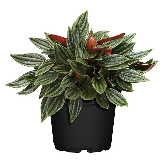Piardino Zwergpfeffer - Peperomia caperata 'Rosso', Topfgröße: 15 cm, Grün-Rot - Vorderansicht