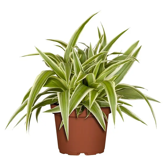 Piardino Grünlilie - Chlorophytum comosum 'Ocean', Topfgröße: 15 cm, Grün/Weiß - Vorderansicht