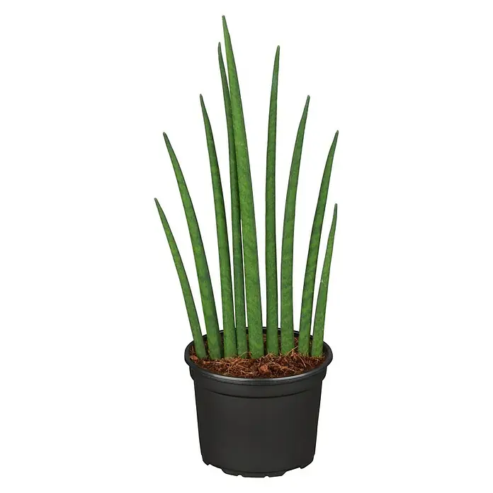 Piardino Bogenhanf Mikado - Sansevieria cylindrica Mikado - Vorderansicht