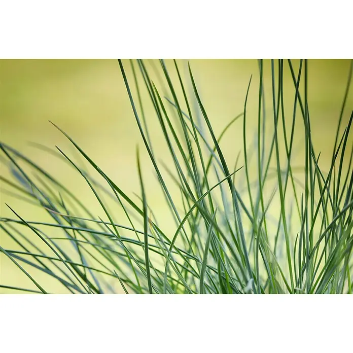 Piardino Blauschwingel - Festuca glauca 'Compact Blue', Topfgröße: 13 cm - Stimmungsaufnahme
