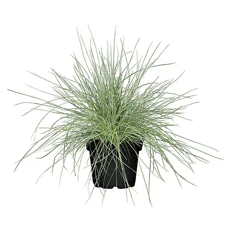 Piardino  Blauschwingel