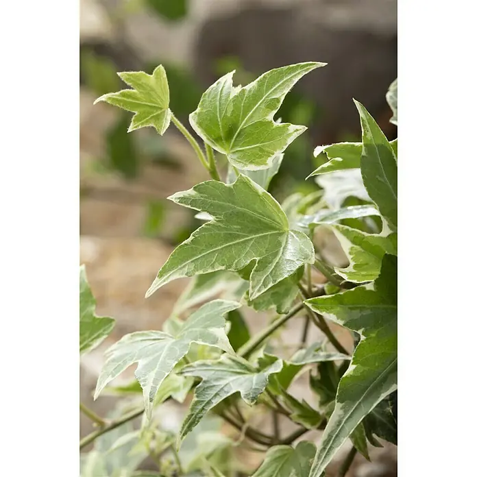 Piardino Efeu - Hedera helix, Topfgröße: 13 cm, Grün/Weiß - Stimmungsaufnahme