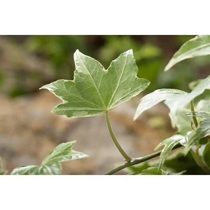 Piardino Efeu - Hedera helix, Topfgröße: 13 cm, Grün/Weiß - Stimmungsaufnahme