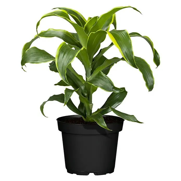 Piardino Drachenbaum - Dracaena fragrans Dorado, Topfgröße: 17 cm, Blattfarbe: Gelb/Grün - Vorderansicht