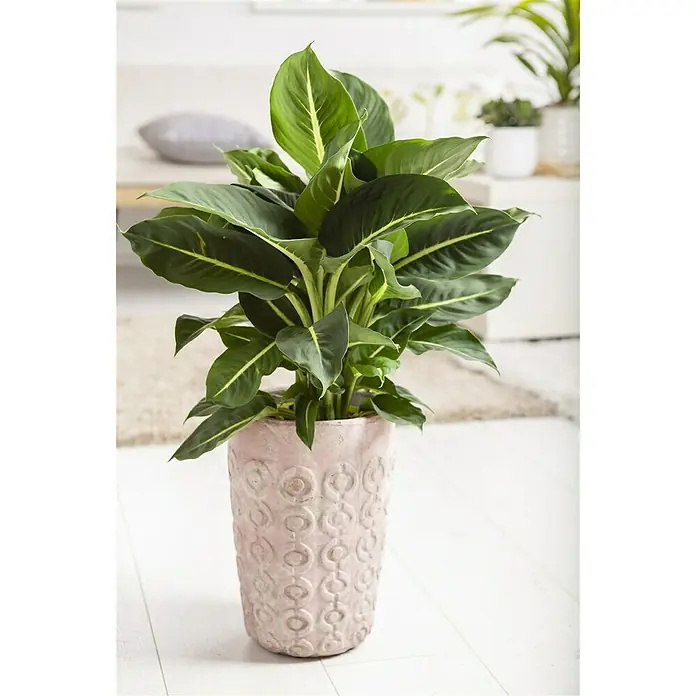 Piardino Diefembaquia - Dieffenbachia maculata, Tamaño de maceta: 17 cm, Multicolor - Foto ambiente