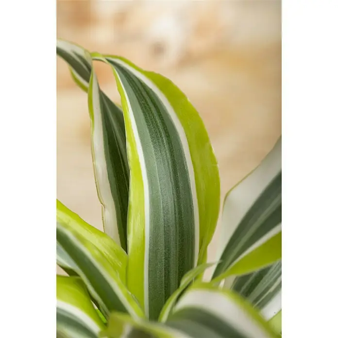 Piardino Drachenbaum - Dracaena fragrans Lemon Lime, Topfgröße: 17 cm, Blattfarbe: Grün/Dunkelgrün - Stimmungsaufnahme