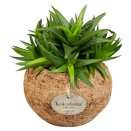 Piardino  Pflanzen-Mix Kokodama