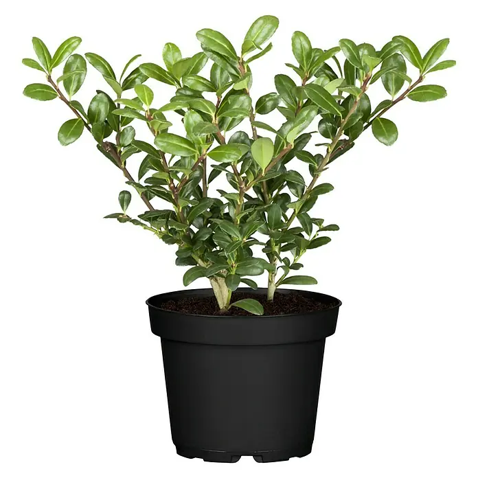Bergilex - Ilex crenata 'Robustico' - Vorderansicht