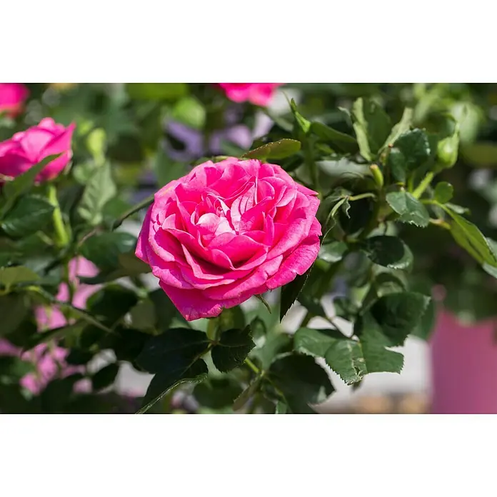 Piardino Topfrose Patio Hit - Rosa Hybride, Topfgröße: 13 cm, Rot - Stimmungsaufnahme