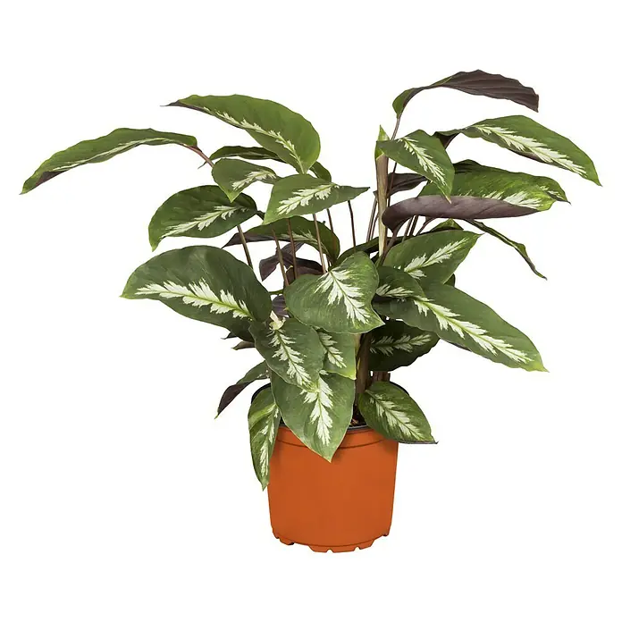 Piardino Korbmarante in Sorten - Calathea Hybride, Topfgröße: 21 cm - Vorderansicht