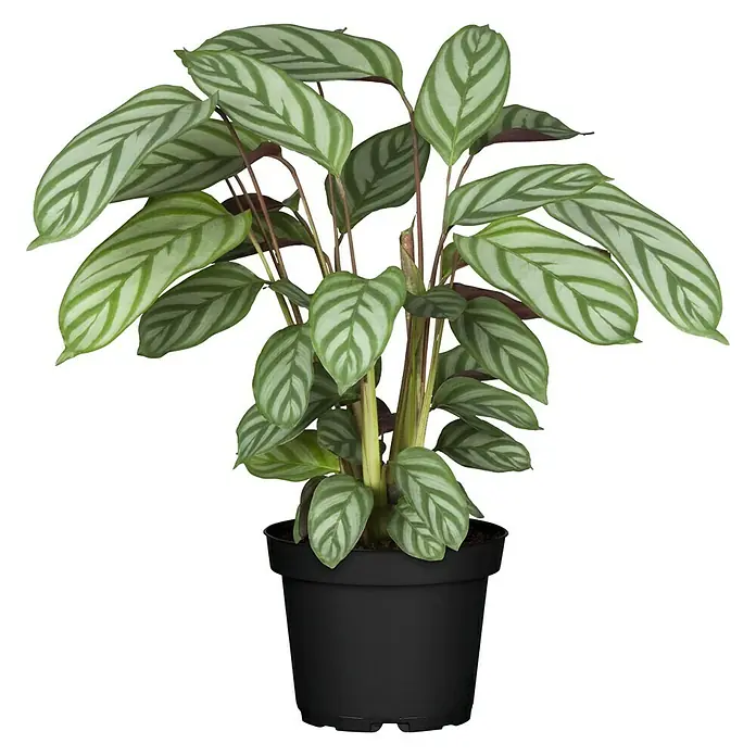 Piardino Korbmarante in Sorten - Calathea Hybride, Topfgröße: 21 cm - Vorderansicht