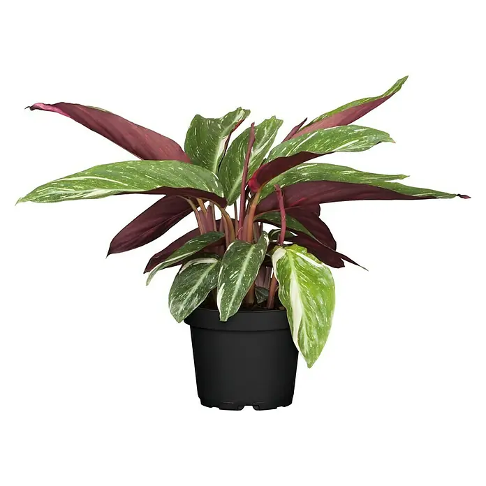 Piardino Korbmarante in Sorten - Calathea Hybride, Topfgröße: 21 cm - Vorderansicht