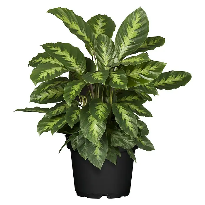 Piardino Korbmarante in Sorten - Calathea Hybride, Topfgröße: 21 cm - Vorderansicht