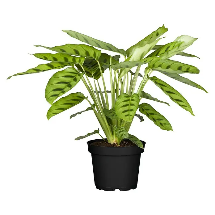 Piardino Korbmarante in Sorten - Calathea Hybride, Topfgröße: 21 cm - Vorderansicht