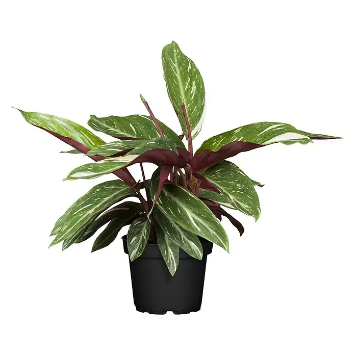 Piardino Korbmarante in Sorten - Calathea Hybride, Topfgröße: 21 cm - Vorderansicht