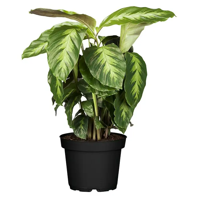 Piardino Korbmarante in Sorten - Calathea Hybride, Topfgröße: 21 cm - Vorderansicht