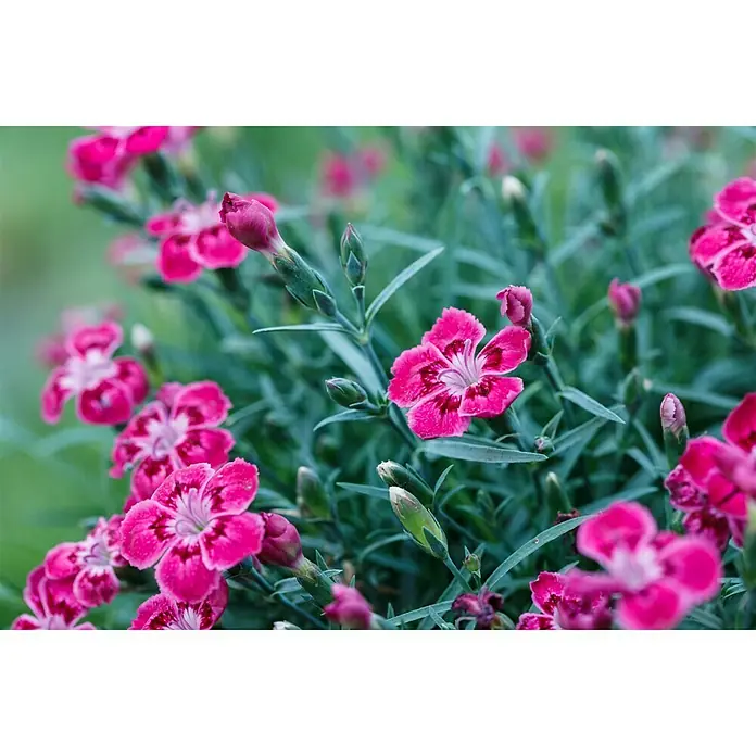 Piardino Clavel - Dianthus caryophyllus, Tamaño de maceta: 20 cm, En función de la variedad - Foto ambiente