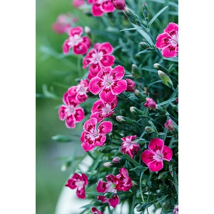 Piardino Clavel - Dianthus caryophyllus, Tamaño de maceta: 20 cm, En función de la variedad - Foto ambiente