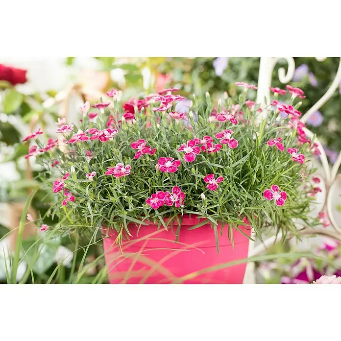 Piardino Clavel - Dianthus caryophyllus, Tamaño de maceta: 20 cm, En función de la variedad - Foto ambiente