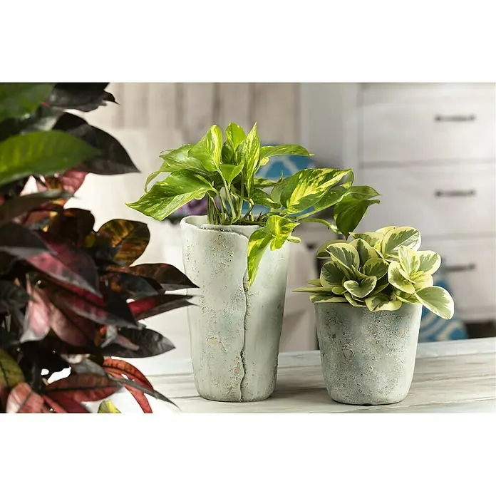 Piardino Efeutute - Epipremnum aureum, Topfgröße: 12 cm - Stimmungsaufnahme