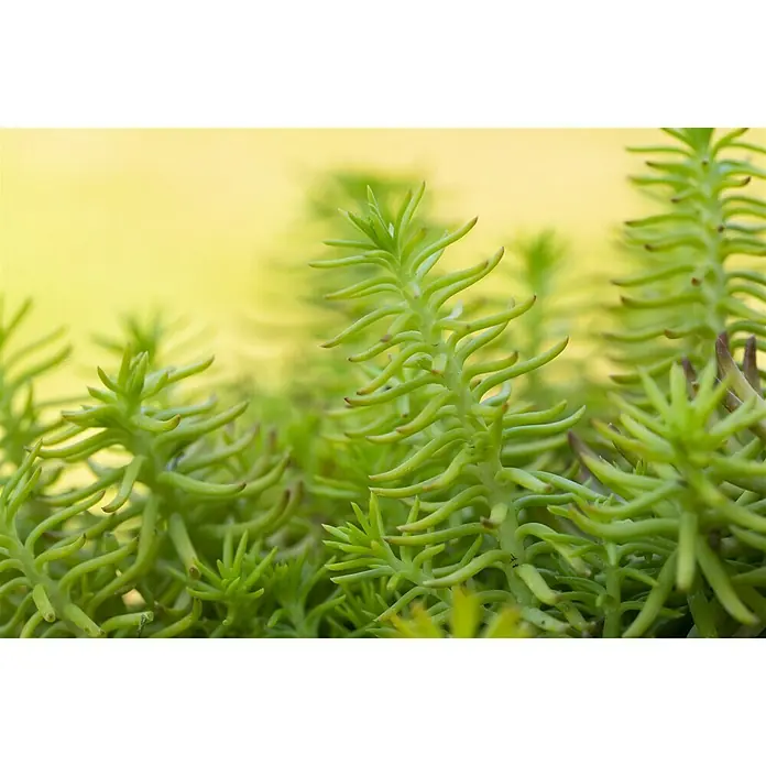 Piardino Mauerpfeffer - Sedum 'Yellow Cushion', Topfgröße: 13 cm - Stimmungsaufnahme