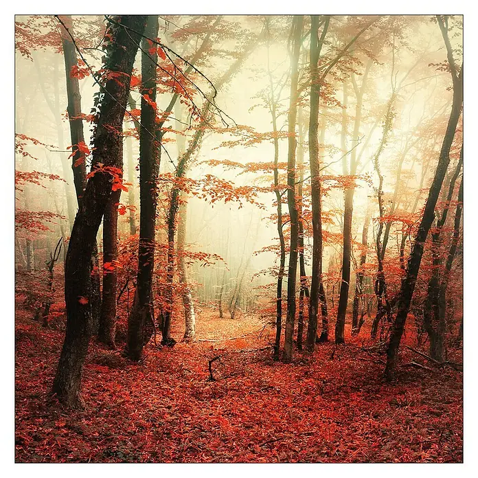 ProArt Leinwandbild - Myst. Forest I, B x H: 30 x 30 cm - Vorderansicht