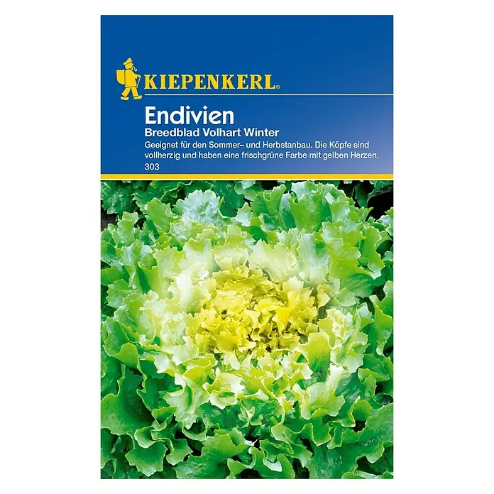 Kiepenkerl Salatsamen Endivie Breedblad - Chicorium endivia, Erntezeit: September - Vorderansicht
