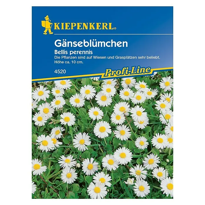 Kiepenkerl Profi-Line Blumensamen Gänseblümchen - Bellis perennis, Weiß, 3 m² - 5 m² - Vorderansicht