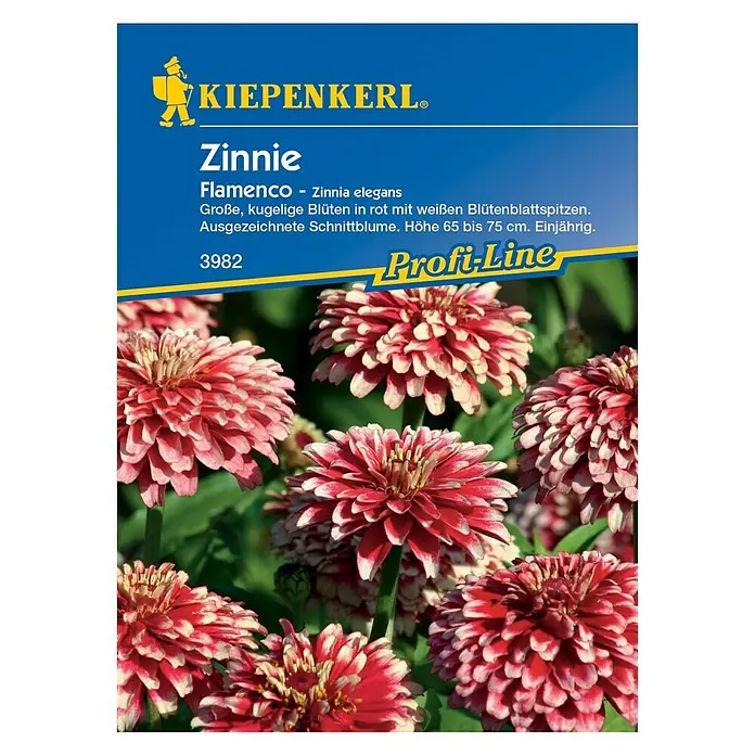 Kiepenkerl Profi-Line Blumensamen Zinnie - Zinnia elegans, Flamenco - Vorderansicht
