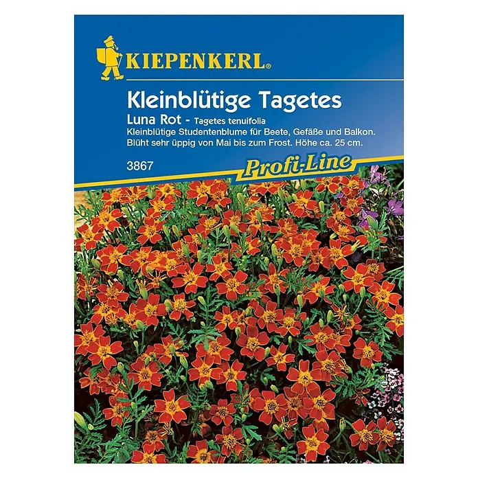 Kiepenkerl Profi-Line Blumensamen Studentenblume - Tagetes tenuifolia, Luna Rot, Blütezeit: Mai - Vorderansicht