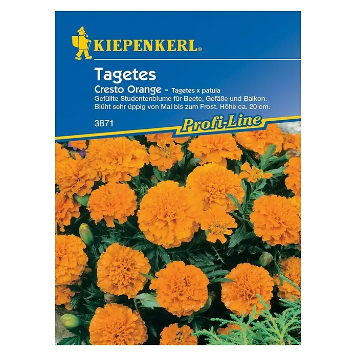 Kiepenkerl Blumensamen Studentenblume - Tagetes patula, Cresto Orange, Blütezeit: Mai - Vorderansicht