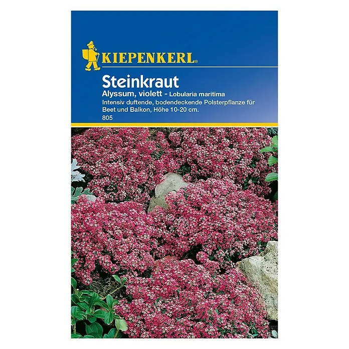 Kiepenkerl Blumensamen Steinkraut - Lobularia maritima, Lila, Blütezeit: Juni - Vorderansicht