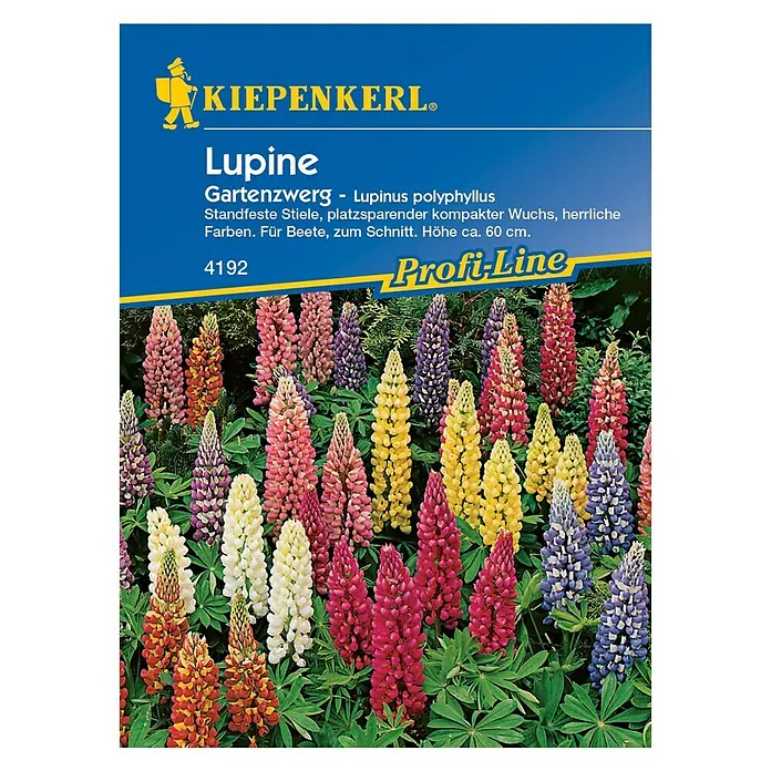 Kiepenkerl Profi-Line Blumensamen Lupine Gartenzwerg - Lupinus polyphyllus, Mehrfarbig - Vorderansicht