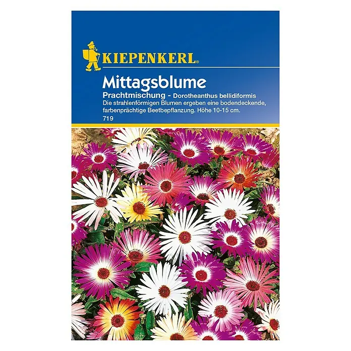 Kiepenkerl Blumensamen Mittagsblume - Dorotheanthus bellidiformis, Mehrfarbig - Vorderansicht