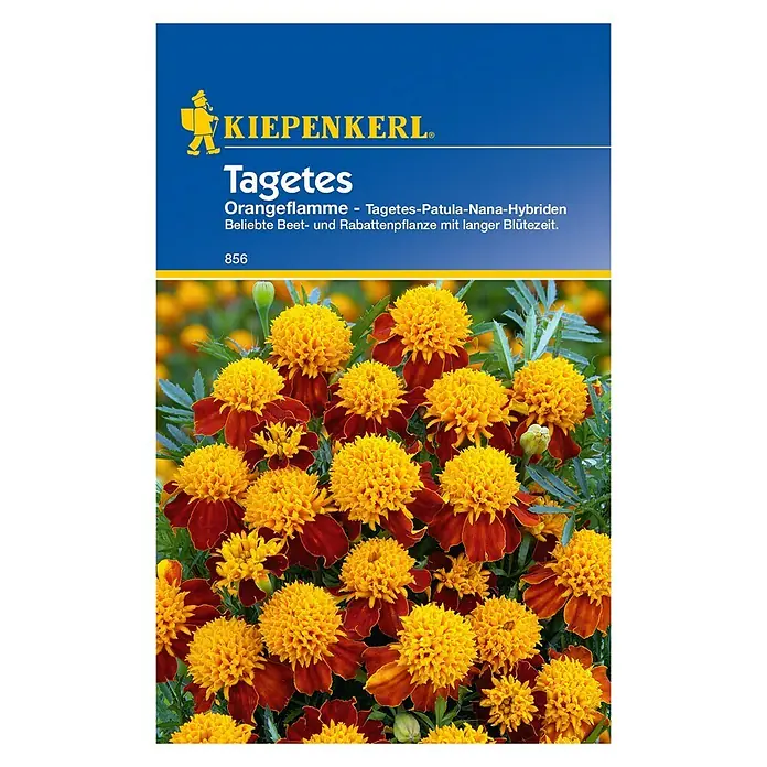 Kiepenkerl Blumensamen Studentenblume - Tagetes patula, Orangeflamme, Blütezeit: Juni - Vorderansicht