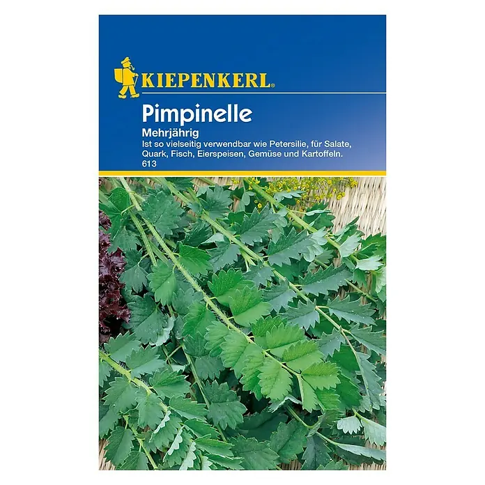 Kiepenkerl Blumensamen Pimpinelle - Sanguisorba minor - Vorderansicht